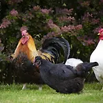 Five Acres * Thirsk