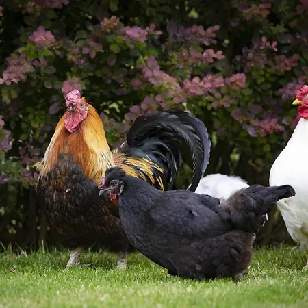 Five Acres * ثيرسك