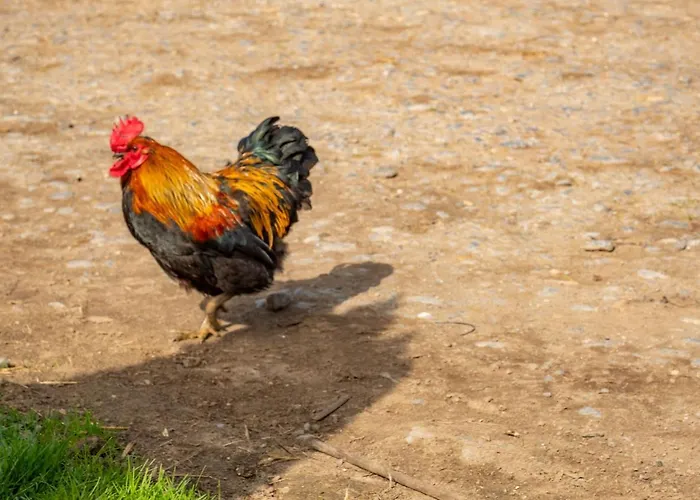 Holiday home Five Acres Thirsk